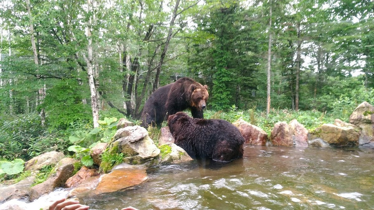🐻 곰 산(사호로 리조트 베어 마운틴) 이미지 7